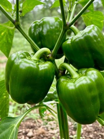 Plants That Like Epsom Salt