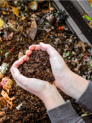 Plants That Love Coffee Grounds