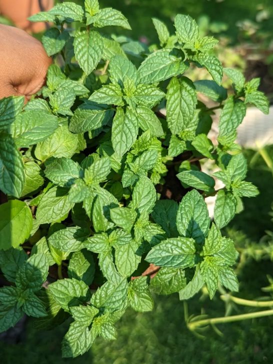 Plants That Repel Rats and Mice